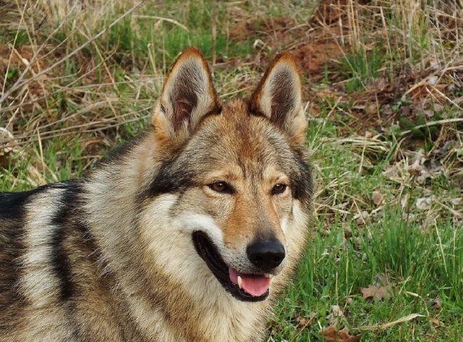 cane lupo2
