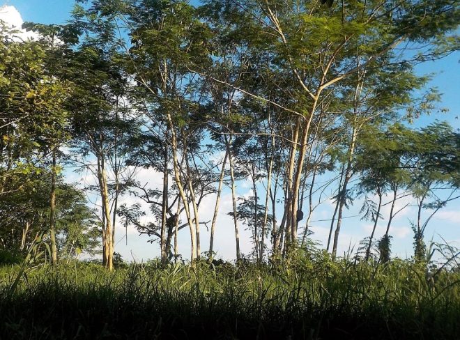 foresta amazzonica
