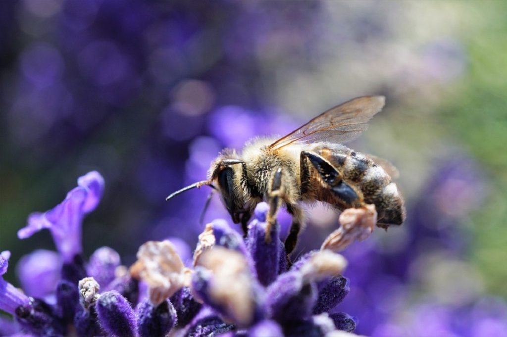 api biodiversita