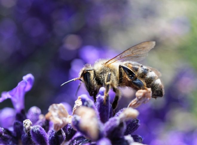 api biodiversita