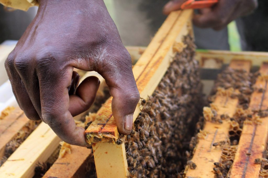 Bee My Job2