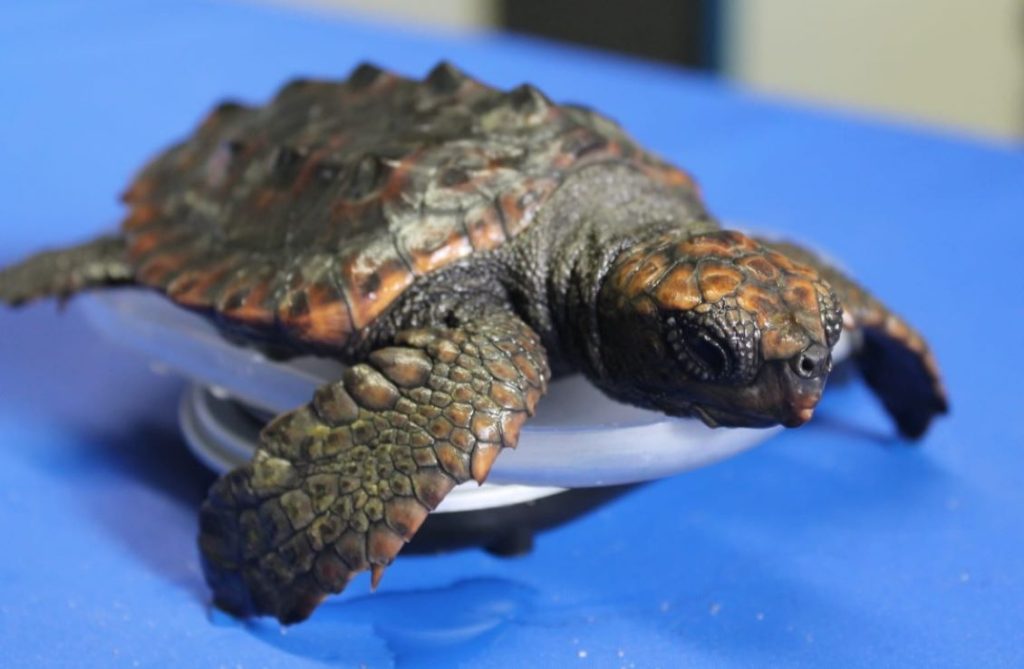 baby turtle