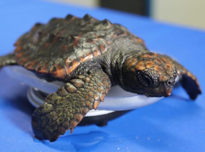baby turtle