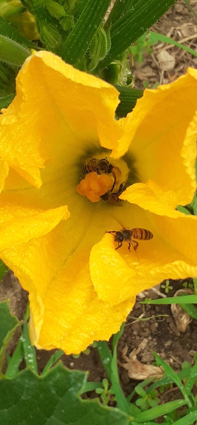 fiore zucchina