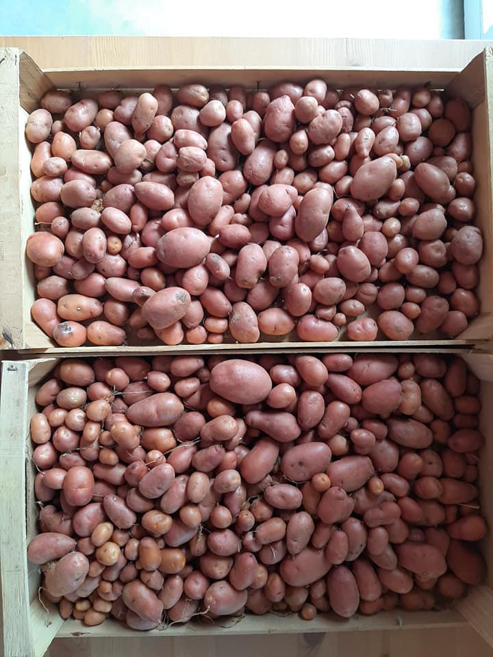 patate
