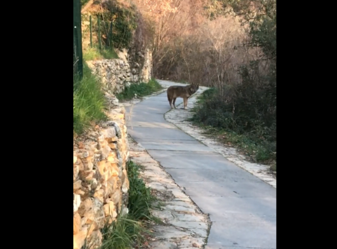 LUPO acquedotto
