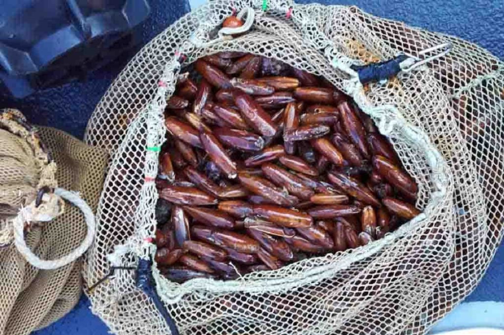 datteri di mare