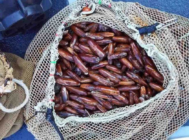 datteri di mare