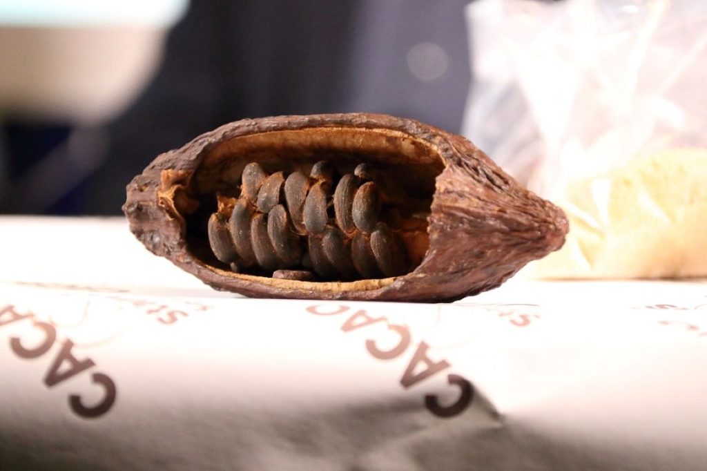 fava cacao