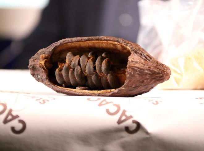 fava cacao