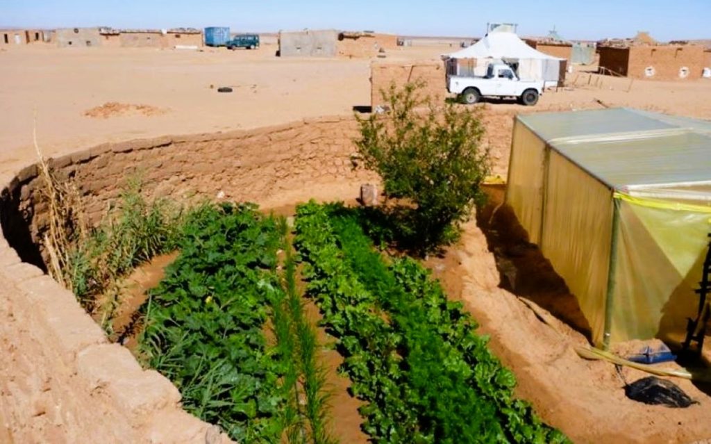 orto solare saharawi