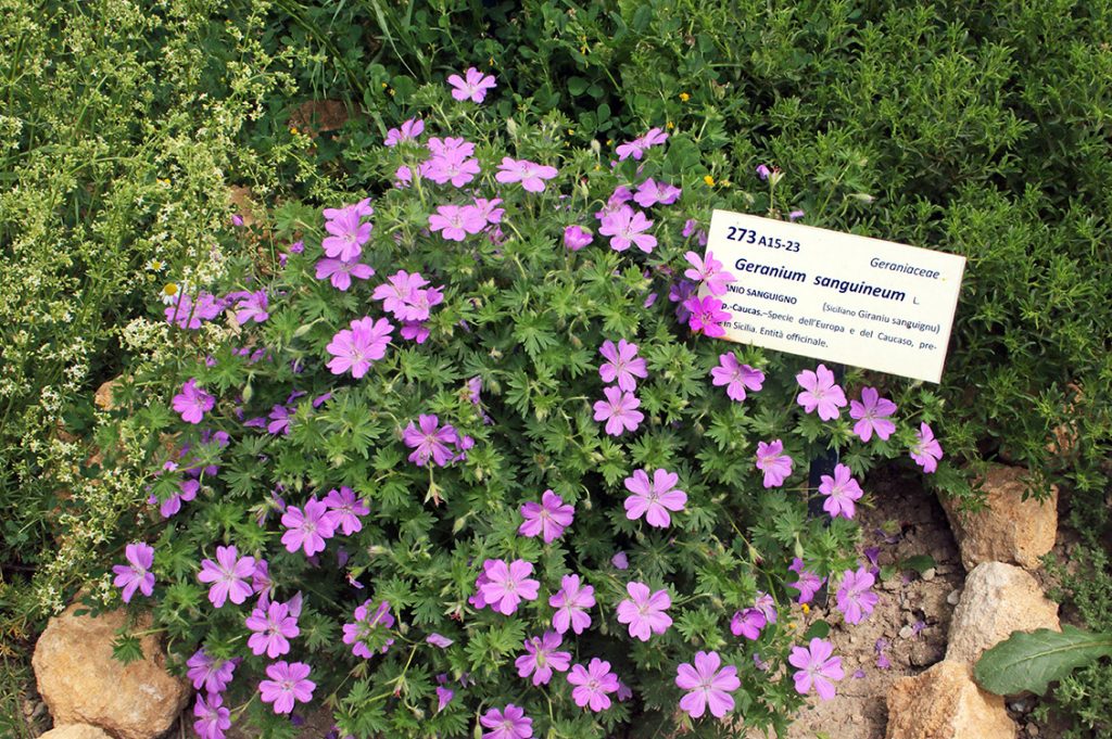 Un esemplare di Geranium-sanguineum nel Giardino-Brassica-tineoi 