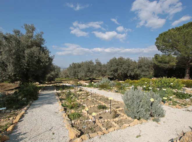 Giardino Brassica tineoi a Caltanissetta