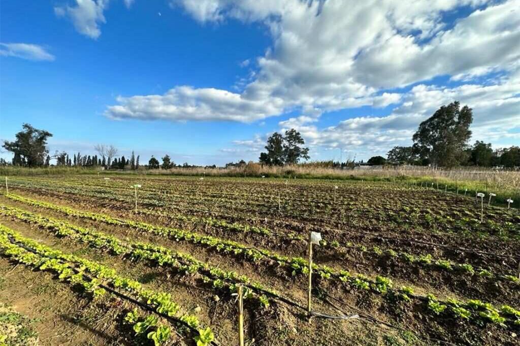 Il campo della Cooperativa AfriSicilia