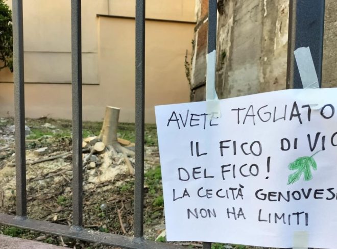 fico di vico del fico
