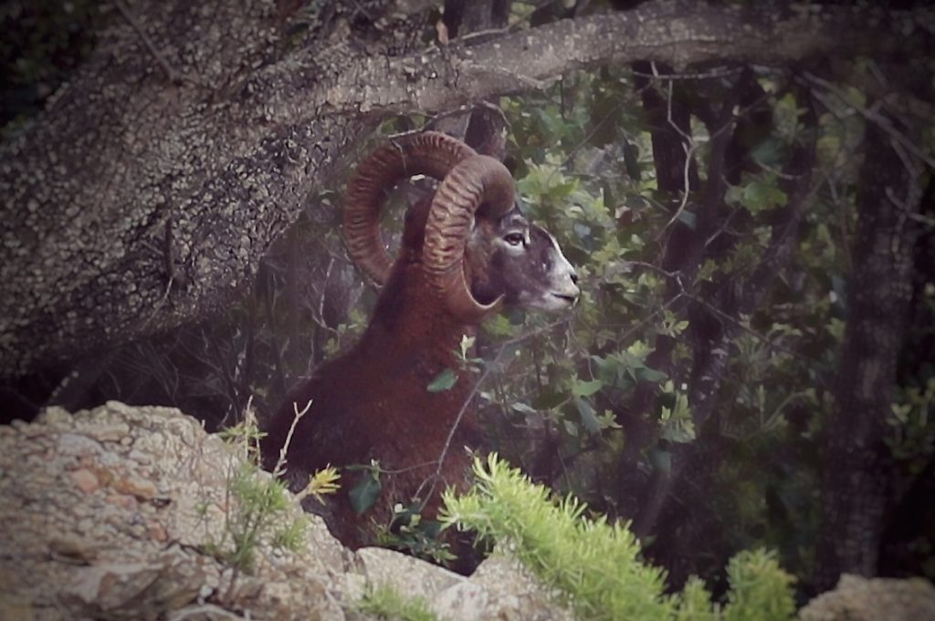 mufloni del giglio