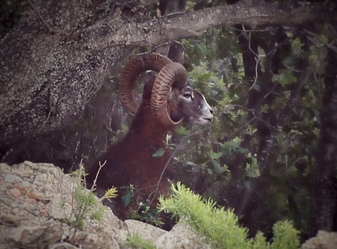 mufloni del giglio