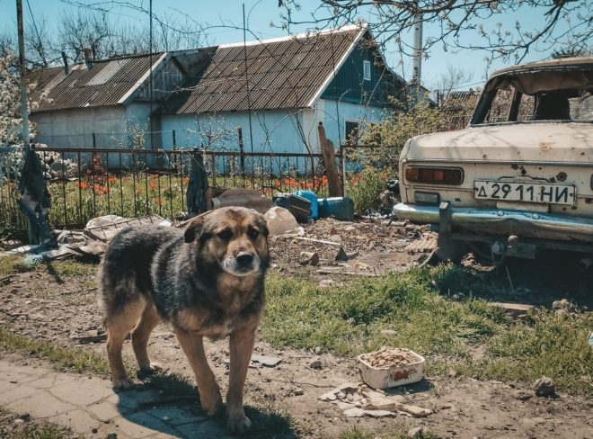 save the dogs1