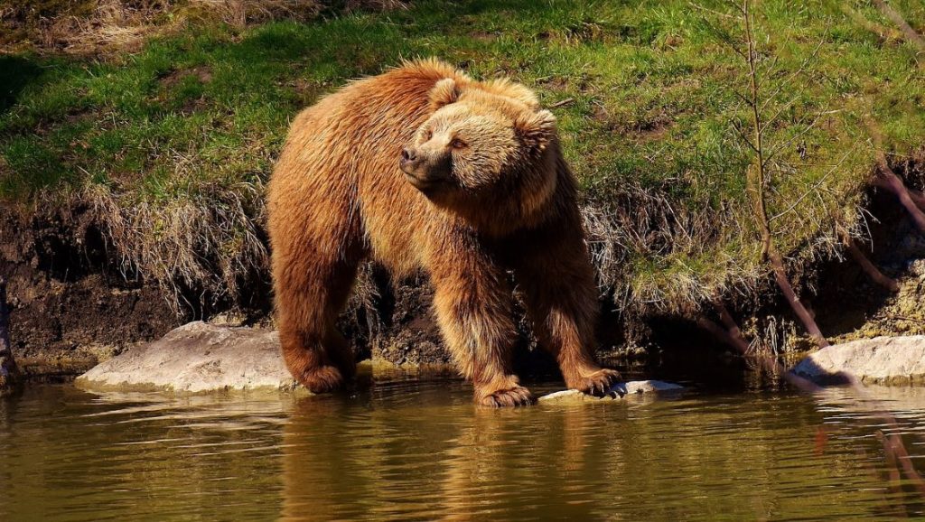 Orso bruno europeo