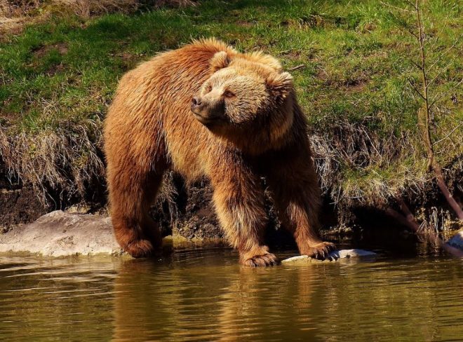 Orso bruno europeo