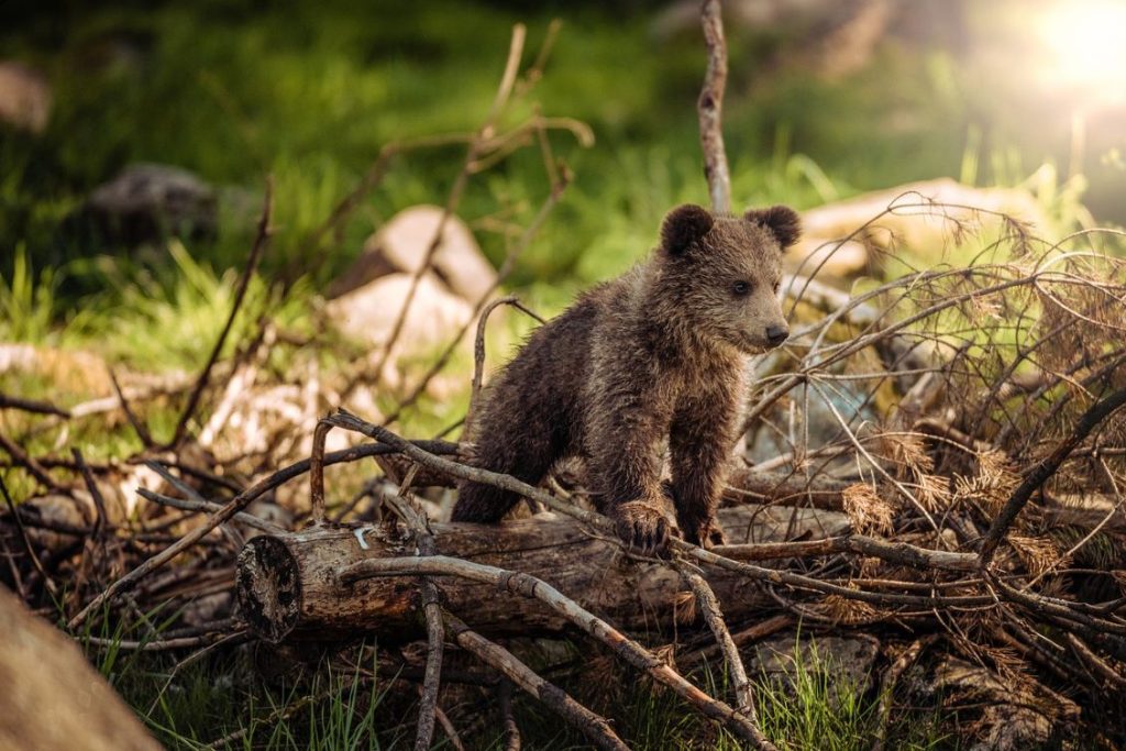 cucciolo orso