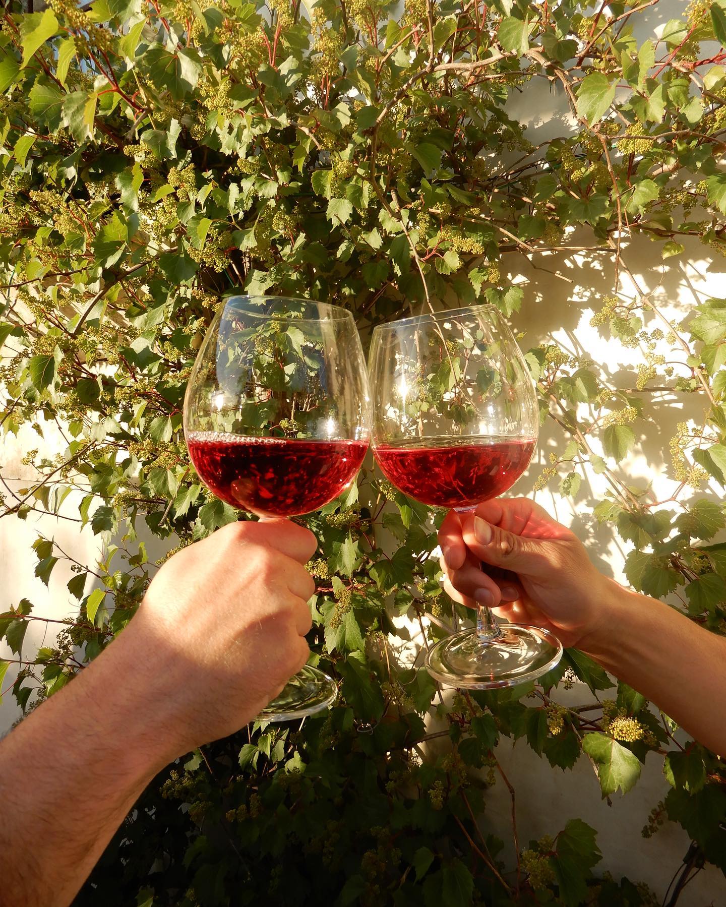 vino