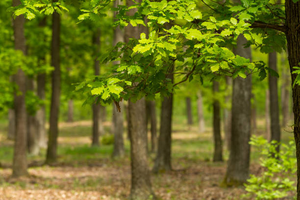 Bosco di quercia