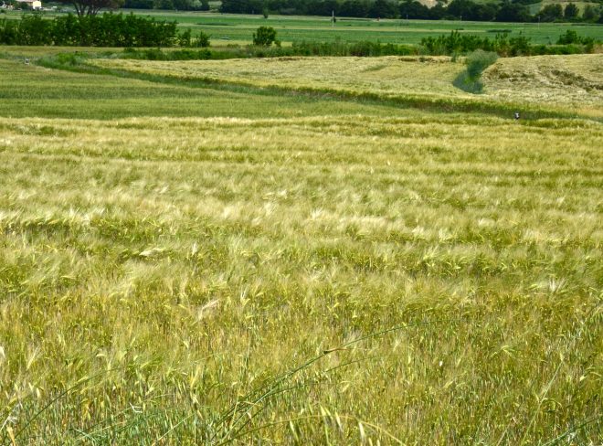 Campagna