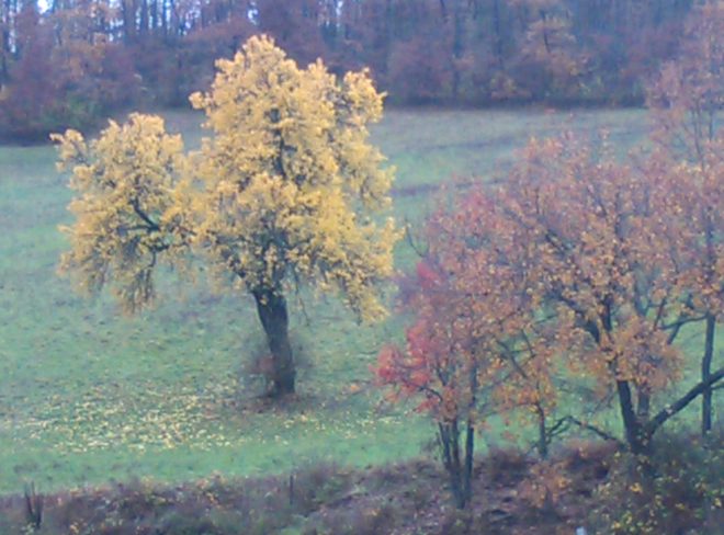 autunno copia