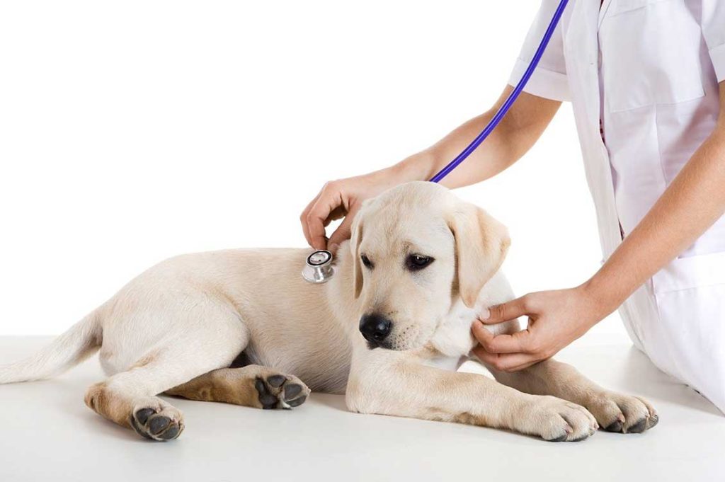 clinica veterinaria pubblica