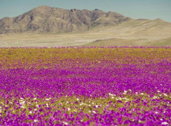 1504013373401.jpg il meraviglioso deserto fiorito di atacama