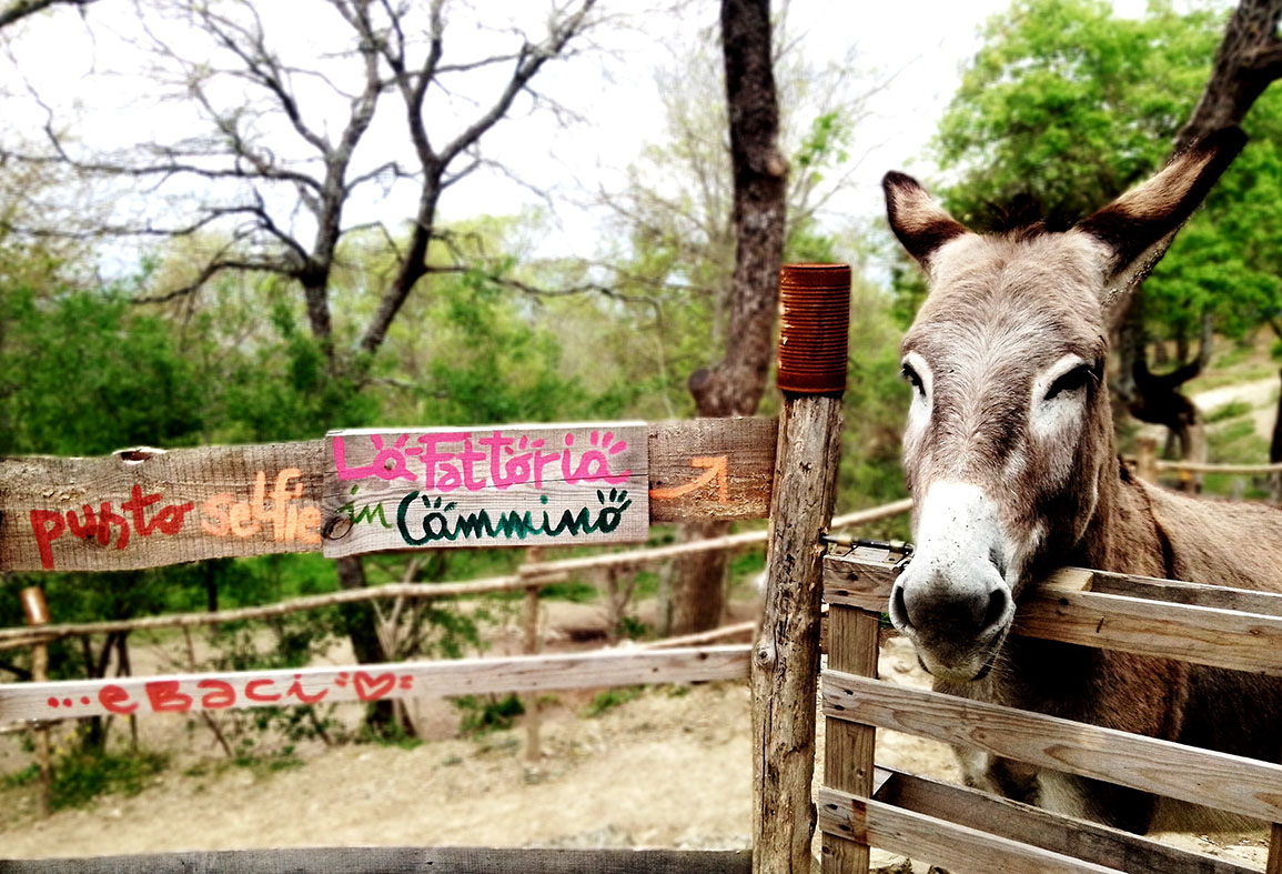 Fattoria in Cammino OlmoSelfie