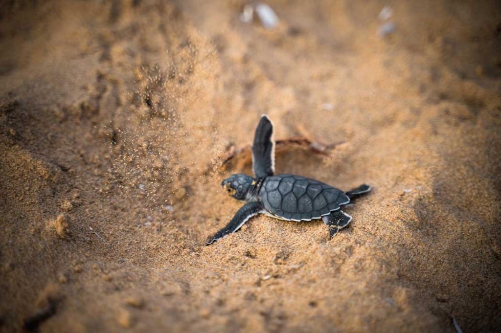 Nido di Caretta caretta in Sicilia