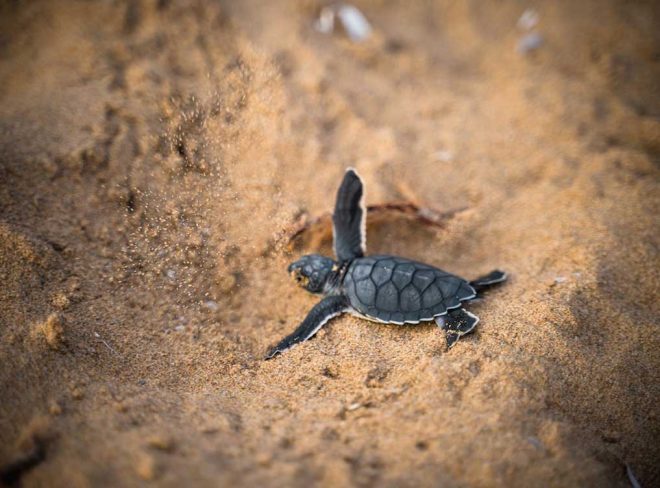 Nido di Caretta caretta in Sicilia