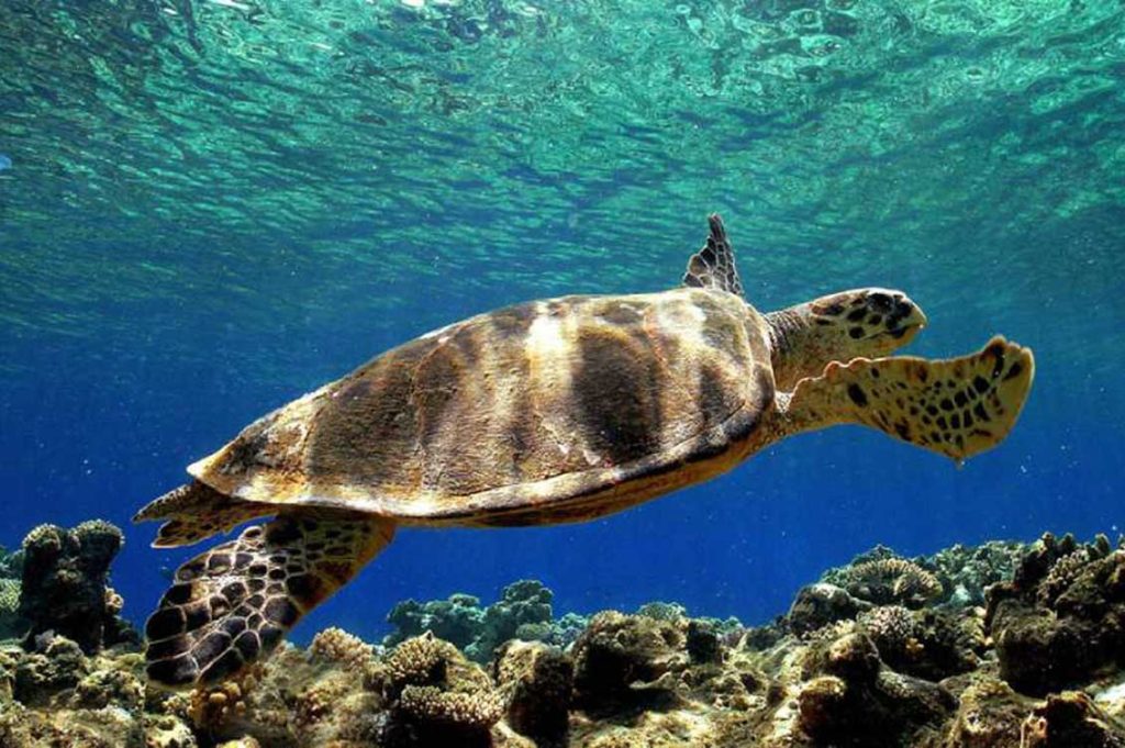 caretta carretta