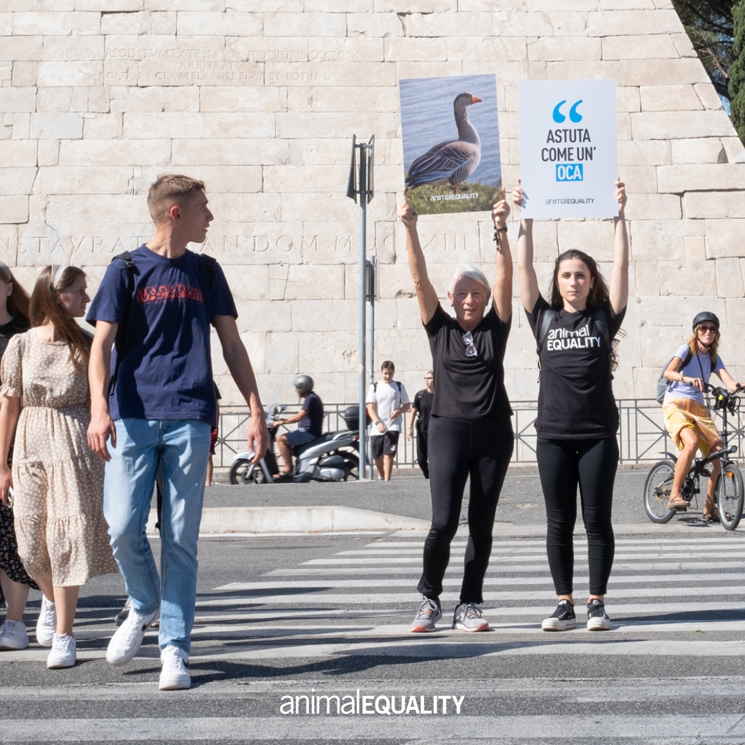 animal equality 3