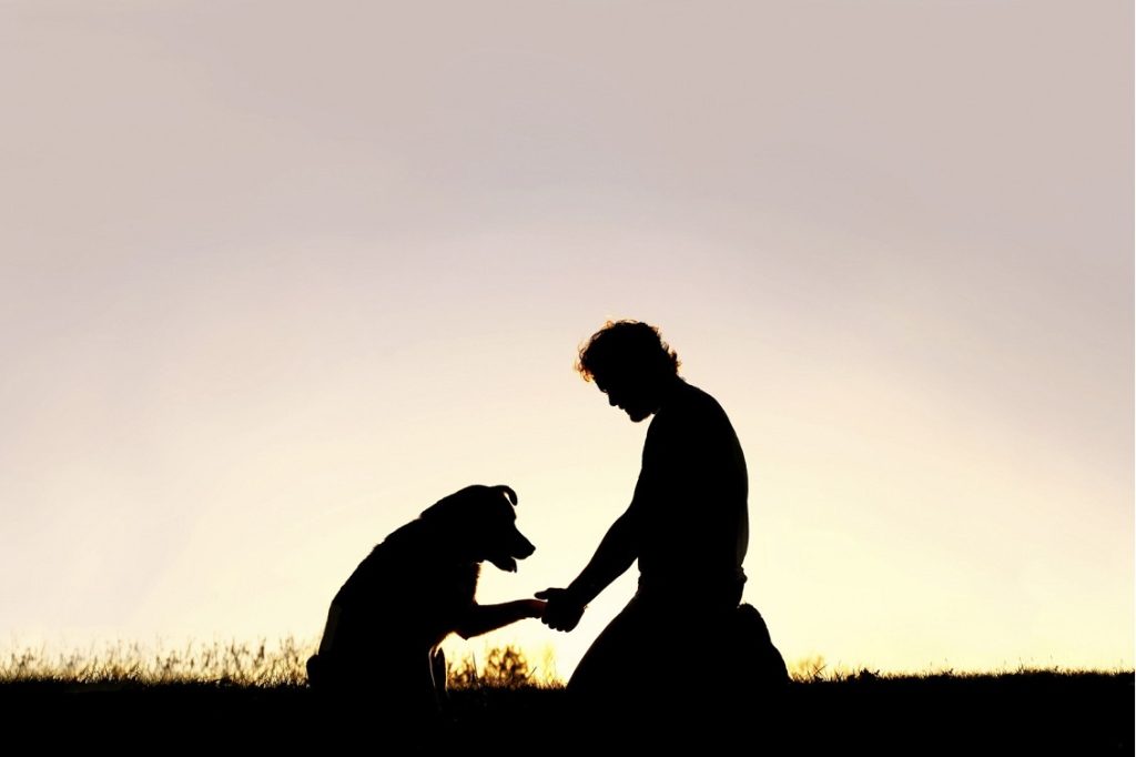 corso cane 3