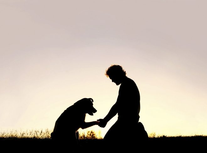 corso cane 3