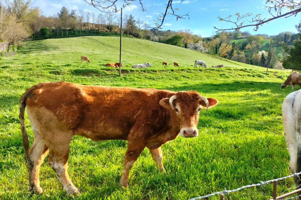 MarconiCapitani2