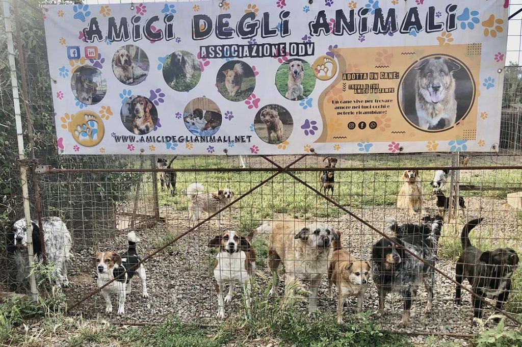 amici rifugio