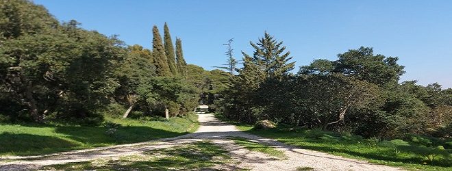 bosco angimbe 4