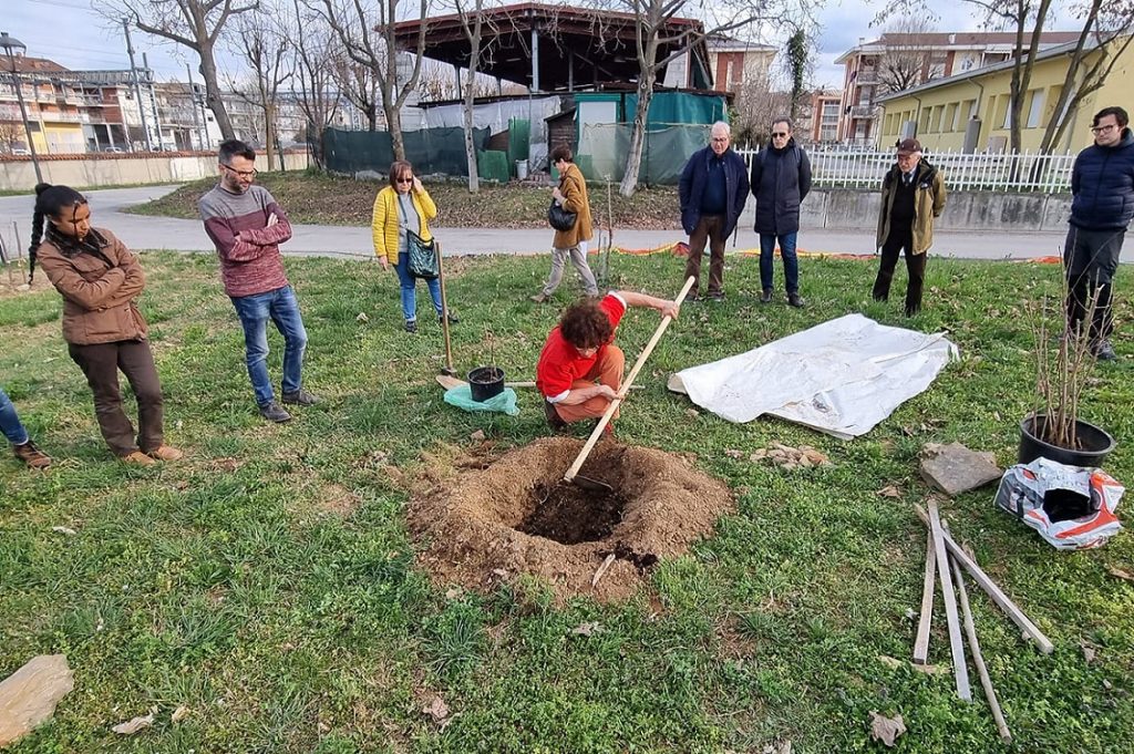 kaki tree project