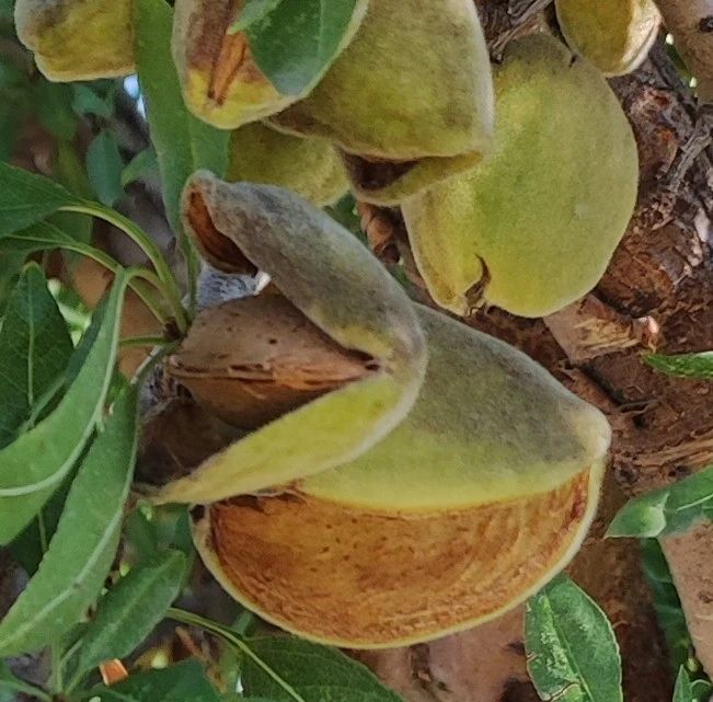 sorelle di pino 2