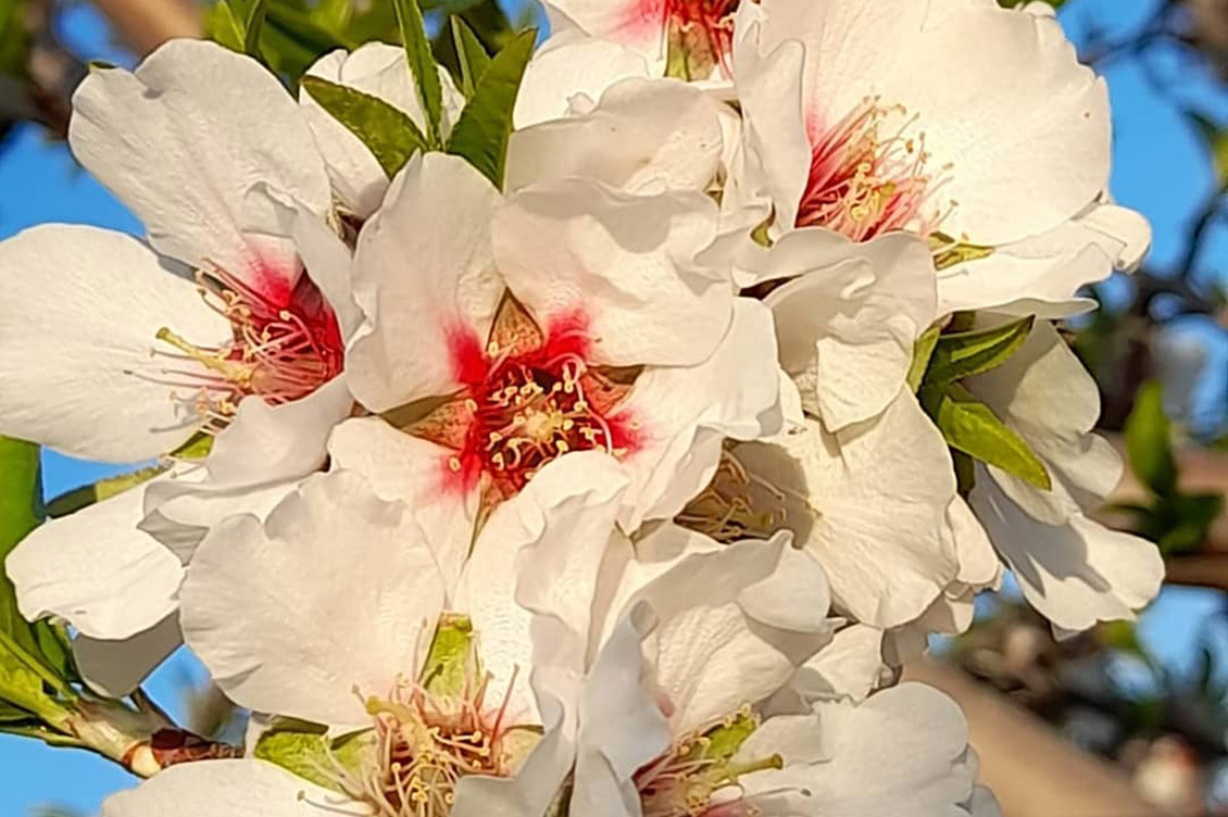 sorelle di pino 3 1