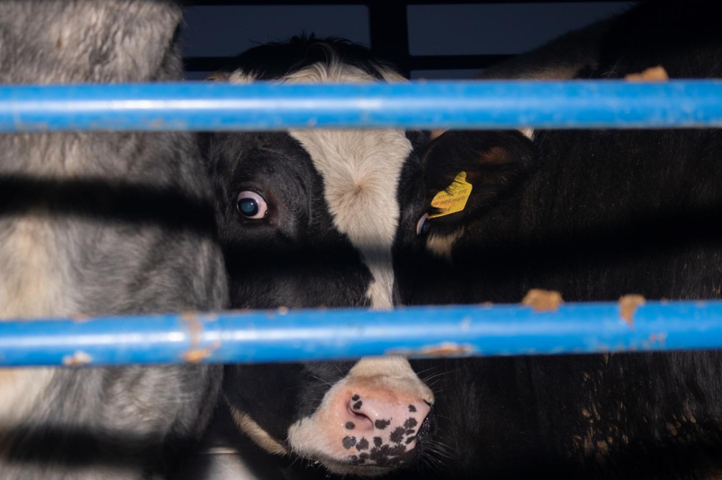 SpazioAnimale3
