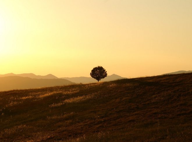 tree 189852 1280
