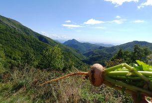 Azienda Agricola Le tre Gi