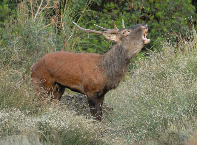 bracconaggio caccia cervo