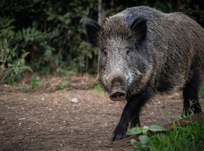 animali selvatici cinghiali