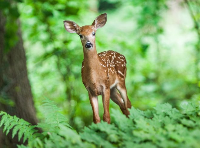 deer 1367217 1280
